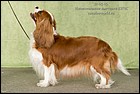 ANGELGIN BRAVO BRITANIA exc2 (2).jpg